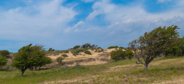 istock Trees in Dune Landscape Netherlands 1412302024