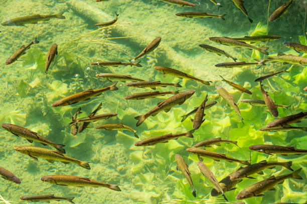 Fish photographed in clear water from above stock photo