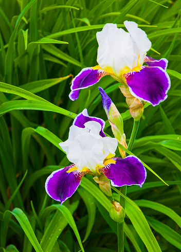 A pair of purple and white iris flowers grow in a Cape Cod garden on an early June afternoon.
