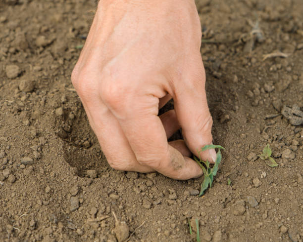 istock Man's hand pulling out weeds from the garden, close up. 1412303261