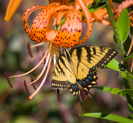 A Tiger Swallowtail butterfly feeds on an orange Turks Cap Lily (Lilium superbum) in a Cape Cod garden.