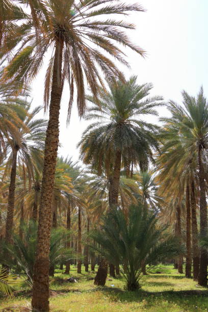 istock palm plantations in Birkat al Mouz, Oman 1412303450