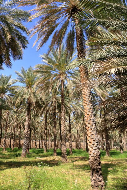 istock palm plantations in Birkat al Mouz, Oman 1412303533