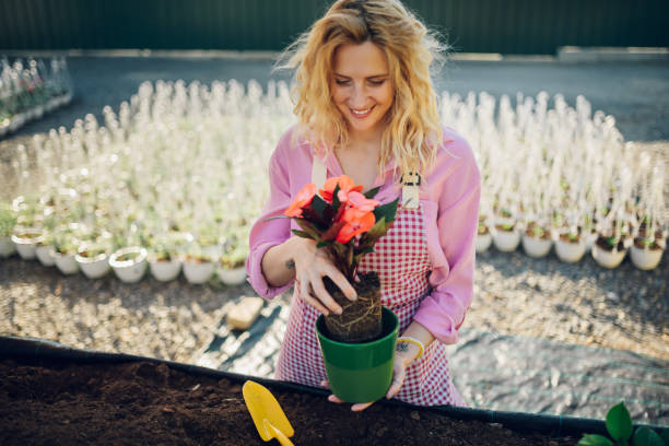 istock Woman transplanting pot plants while working in a greenhouse 1412303615