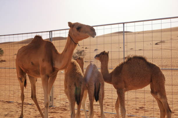 istock A camel with her three calfs in the desert in Oman 1412303796