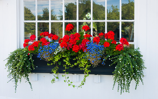 Red and blue flowers and green foliage grow in a window box on Cape Cod.