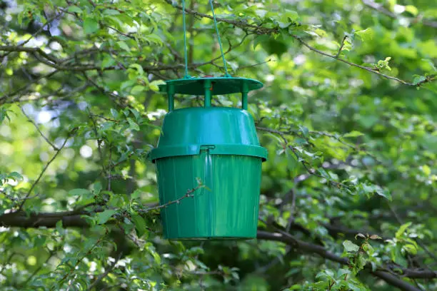 Photo of Pheromone trap for Plum fruit moth males in the branches of an plum tree.