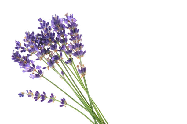 istock Several lavender flowers isolated on a white background. Small lavender bouquet on white. 1412305129