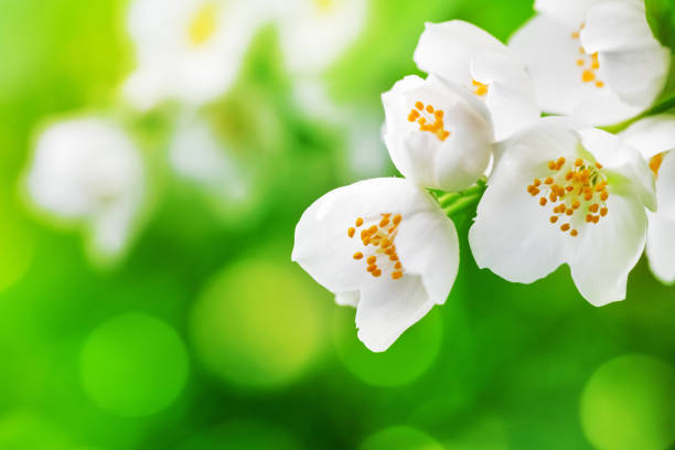 Beautiful Jasmine blossom close-up. Shallow depth of field, space for copy on a defocused green background. Nice bokeh.