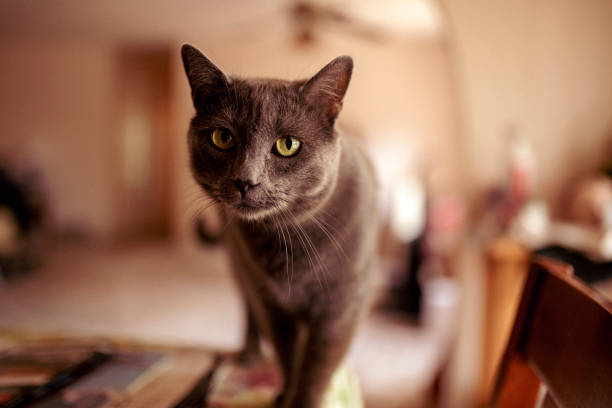 istock portrait of a Russian Blue cat 1412305836