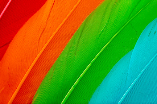 Close-up of bright multi-colored feathers.