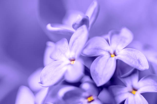 istock Lilac blossom close-up 1412306530
