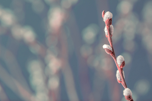 Pussy willow twig with catkins on a defocused background. Space for copy.