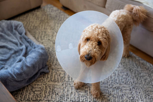 Goldendoodle Wearing a Cone stock photo