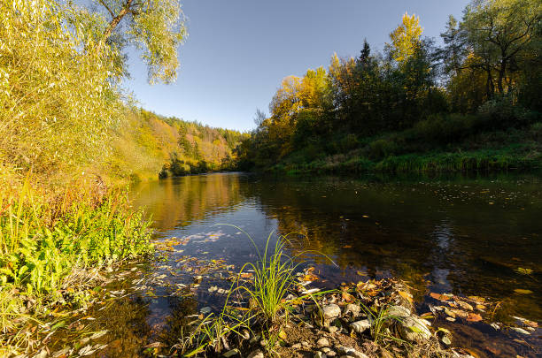 istock River flowing through the autumn forest. Autumn forest 1412309782