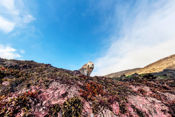 Cute sea lion sun bathing An adorable sea lion in Southern California's Channel Islands suns itself while resting on the edge of a reef. coralline red algae photos stock pictures, royalty-free photos & images