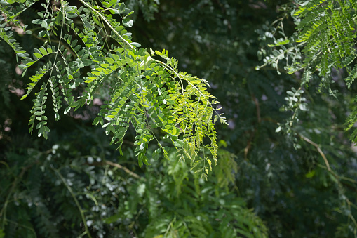 Mimosa branches and leaves. Acacia tree.