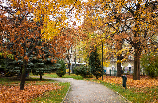 An idyllic autumn scene in the city park