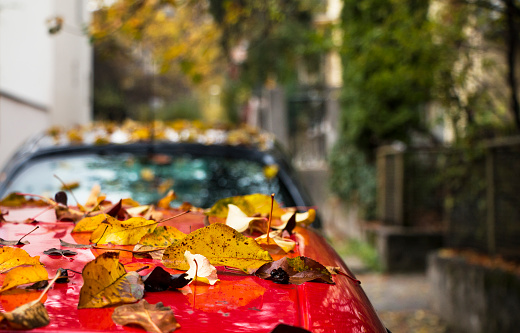 An idyllic autumn scene on the city street, park
