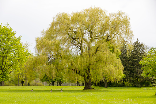 Weeping willow on the background of the beautiful old architecture of the city in spring.