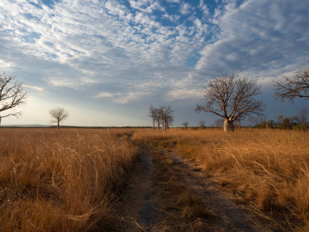 istock Australian boab trees in the Kimberley 1412314194