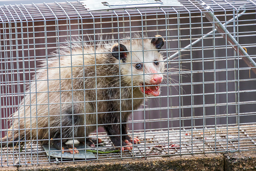 a picture of a Rabid opossum in a metal cage