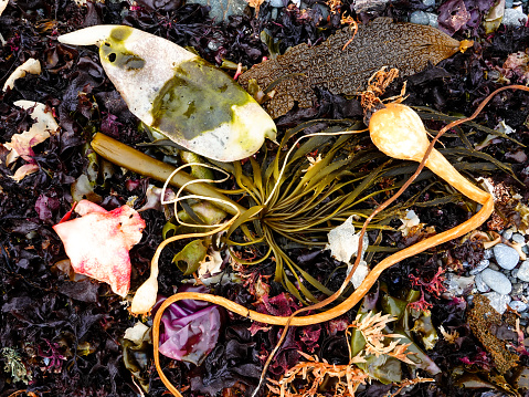 Colorful variety of seaweed on a rocky beach.