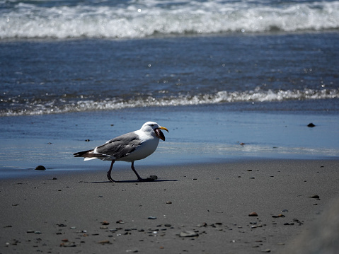Seagull walking on the beach with a large muscle in it's mouth.