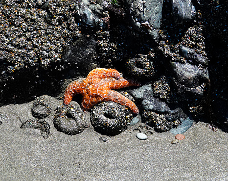 Orange starfish on rocks at low tide.
