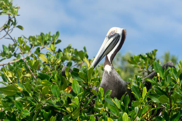 un pélican américain brun est assis parmi le feuillage vert. observation des oiseaux de mer. pélican de profil, réserve de sian caan, mexique. - réseau mondial de réserves de biosphère photos et images de collection