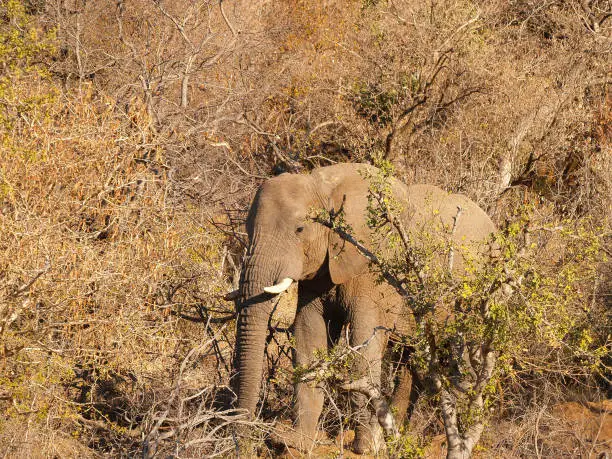 African elephant blending in to its surrounds in bush.