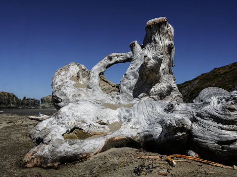 Twisted and swirled driftwood on and Oregon beach.