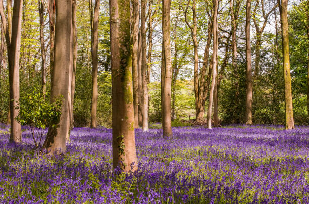 istock shoot of wild bluebell flowers in morning  at forest meadow 1412319607