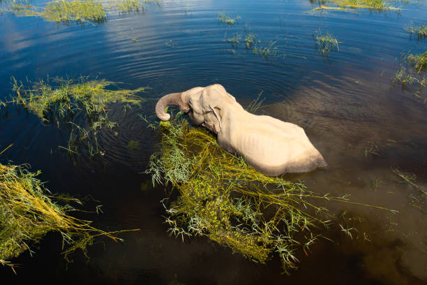 An elephant in a lake in a nature reserve in Sri Lanka. stock photo