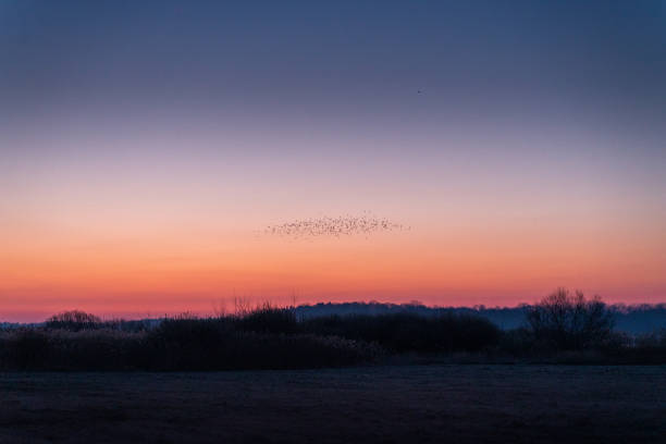 istock Sunrise at the lake in bird reservation 1412324629