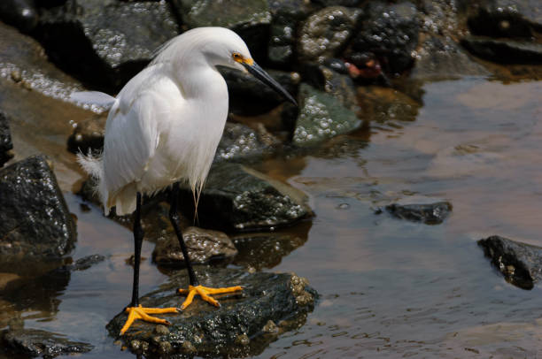 istock Snowy Egret Wading on Rocky Shore Foraging for Fingerling 1412325920