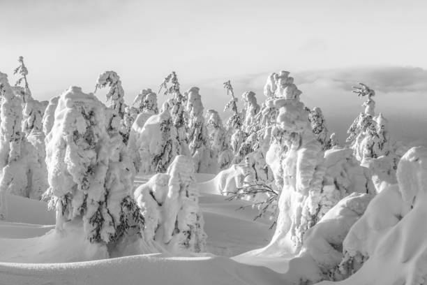 istock Fresh powder snow at the sunny morning 1412325933