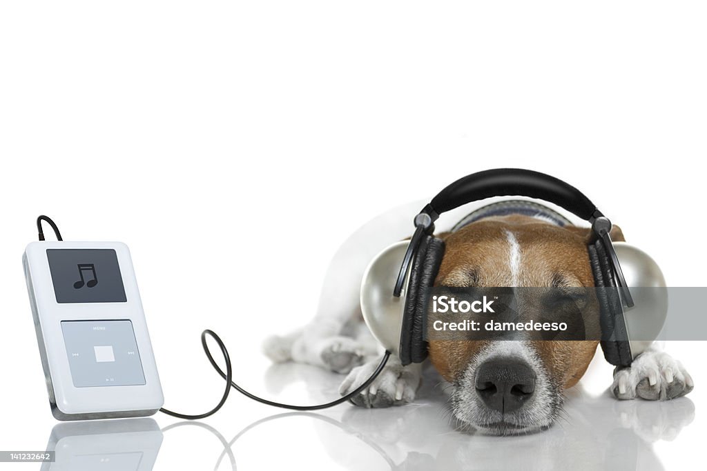 Dog listening to melody with a music player Headphones Stock Photo