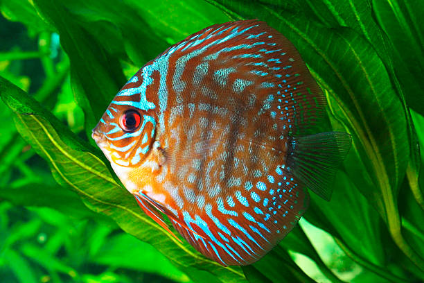 Symphysodon discus fish Symphysodon discus fish in an aquarium symphysodon aequifasciatus stock pictures, royalty-free photos & images