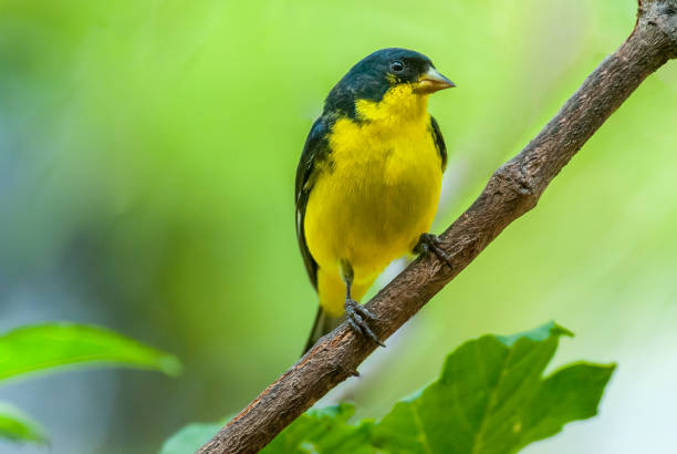 istock Lesser Goldfinch Perched on a Branch 1412327939