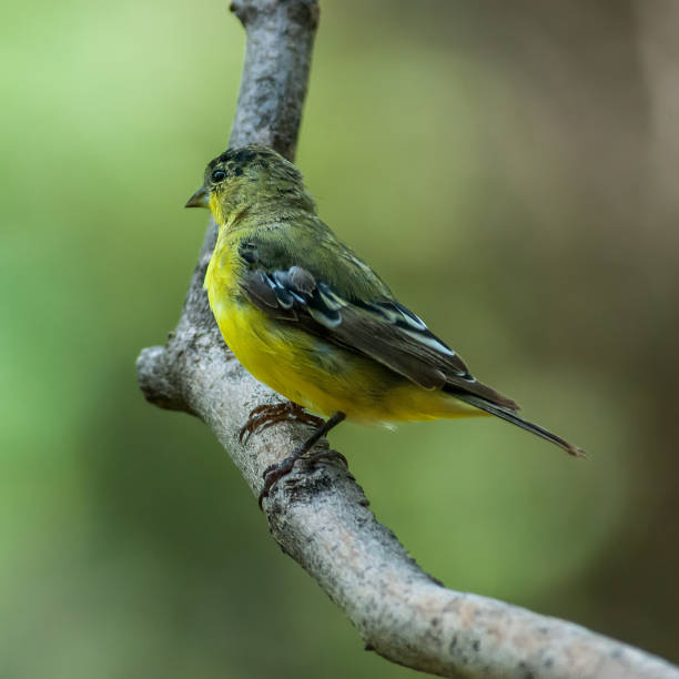 istock Lesser Goldfinch Perched on a Branch 1412327944