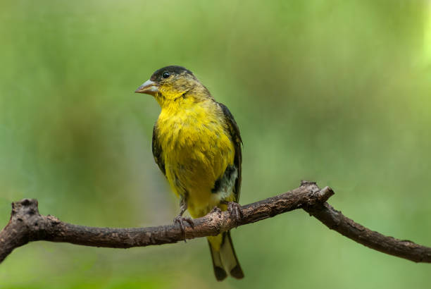 istock Lesser Goldfinch Perched on a Branch 1412327963