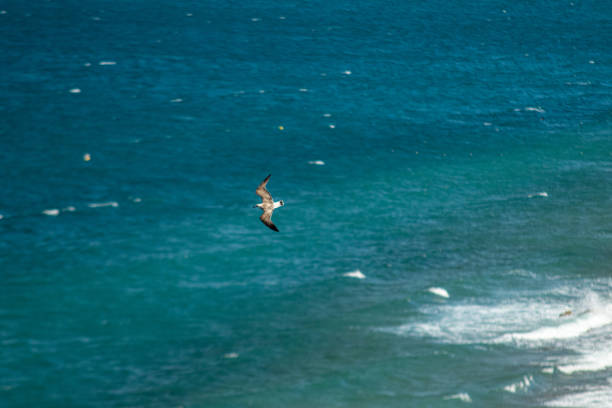 Seagul flying above the sea