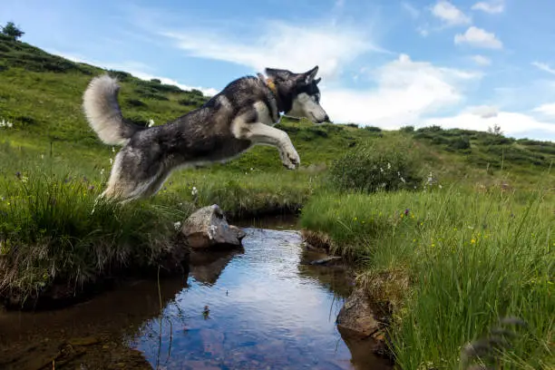 Photo of The Siberian Husky jumping over the river, active, alert, and gentle dog