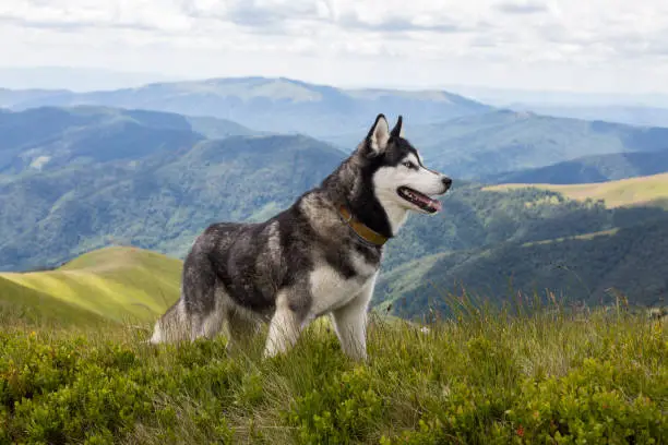Photo of Grey Siberian husky dog enjoying the hiking in the mountains
