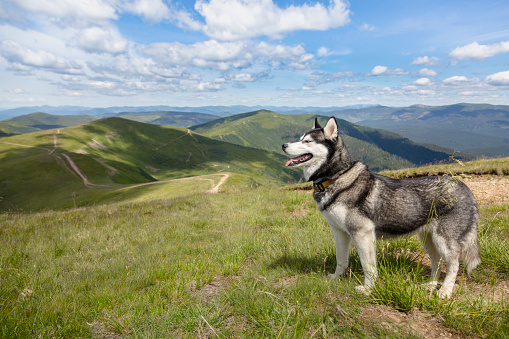 Grey Siberian husky dog enjoying the hiking in the mountains, the Carpathians