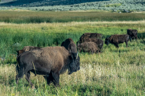 istock yeallowstone national park bison grazing at day light 1412335280
