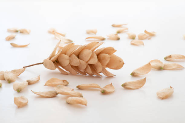 Close-up of fruits and seeds of dry hop hornbeam