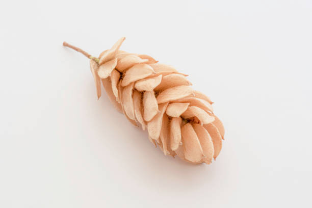 Close-up of fruits and seeds of dry hop hornbeam