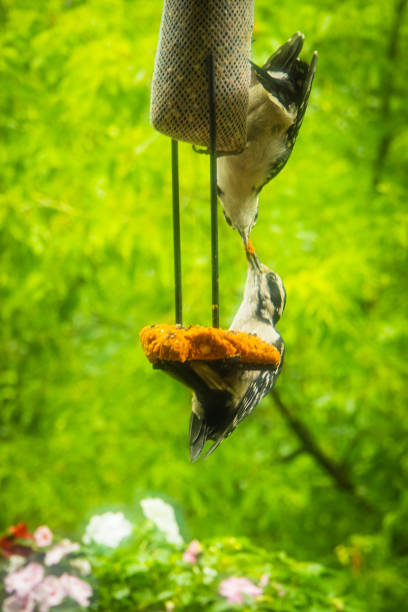 pájaros carpinteros alimentándose unos a otros - picoides villosus fotografías e imágenes de stock